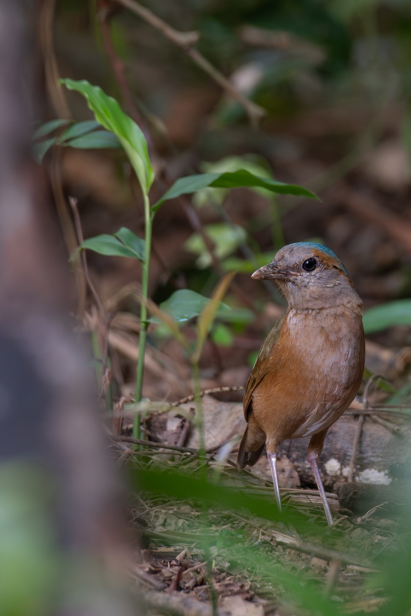 Blue-rumped Pitta - ML638325016