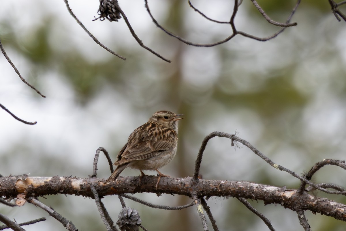 Wood Lark - ML638325017