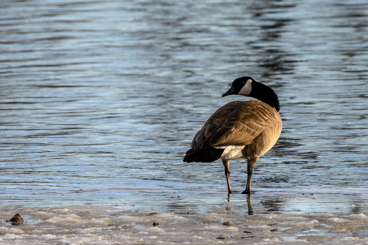 Canada Goose - ML638325025
