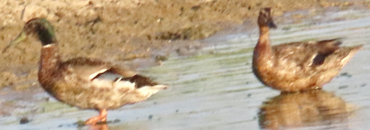 Yeşilbaş - ML638325054
