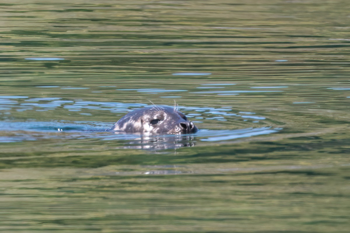 Harbor Seal - ML638325055
