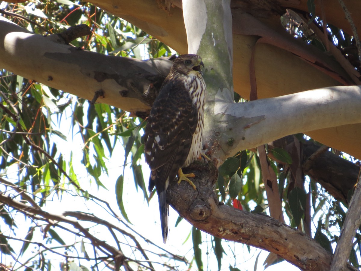 Cooper's Hawk - ML638325062