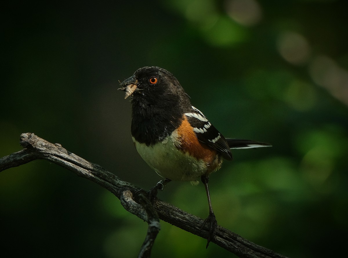 Spotted Towhee - ML638325066
