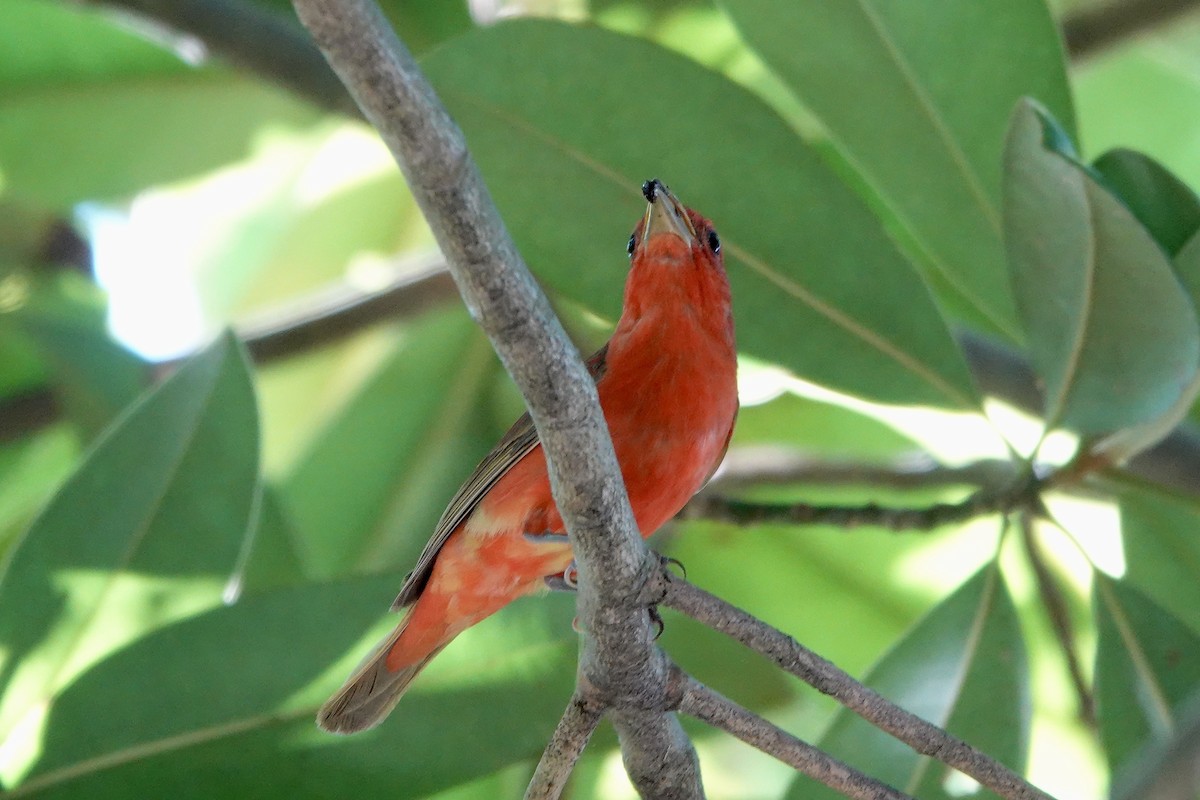 Summer Tanager - ML638325076
