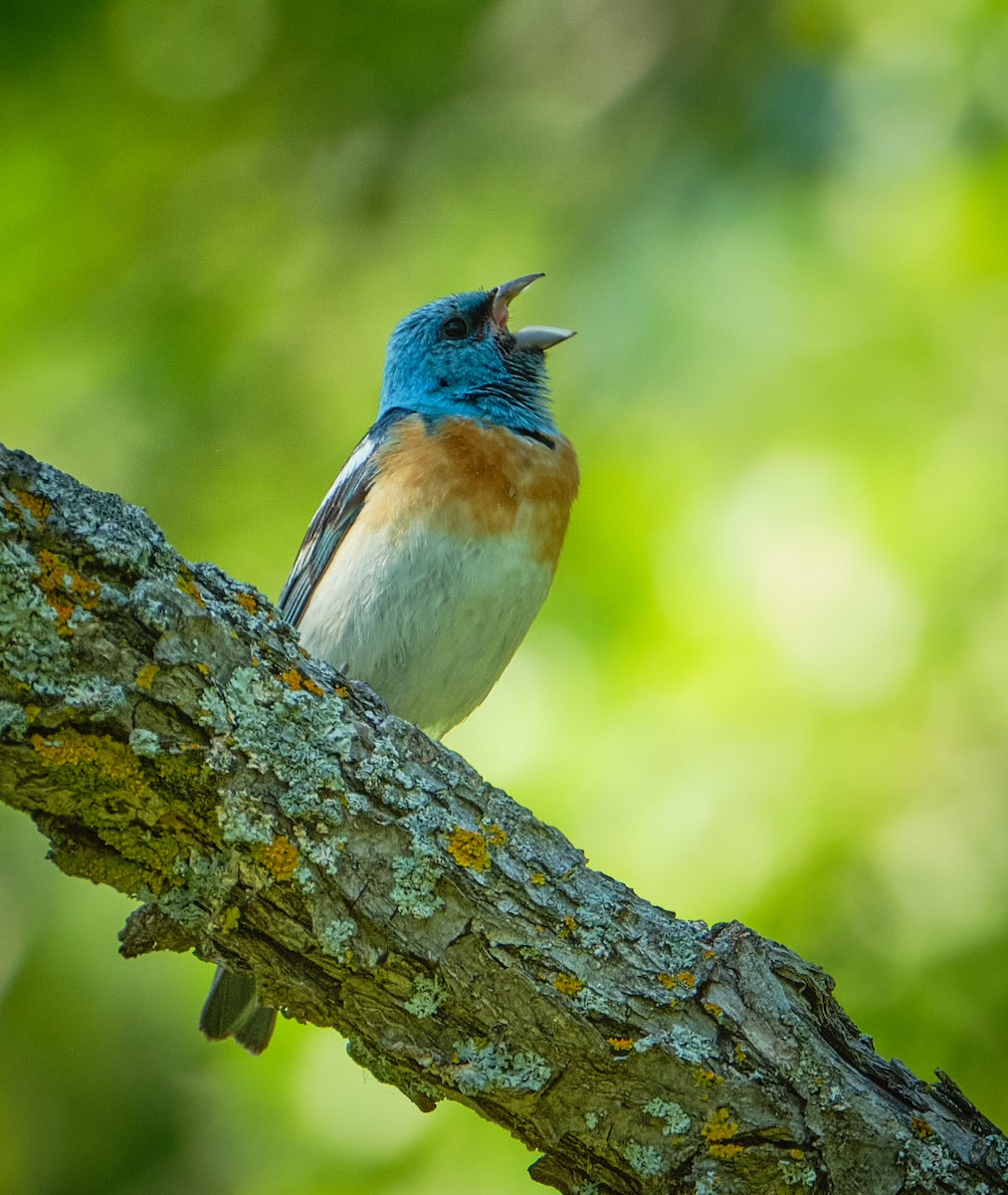 Lazuli Bunting - ML638325077