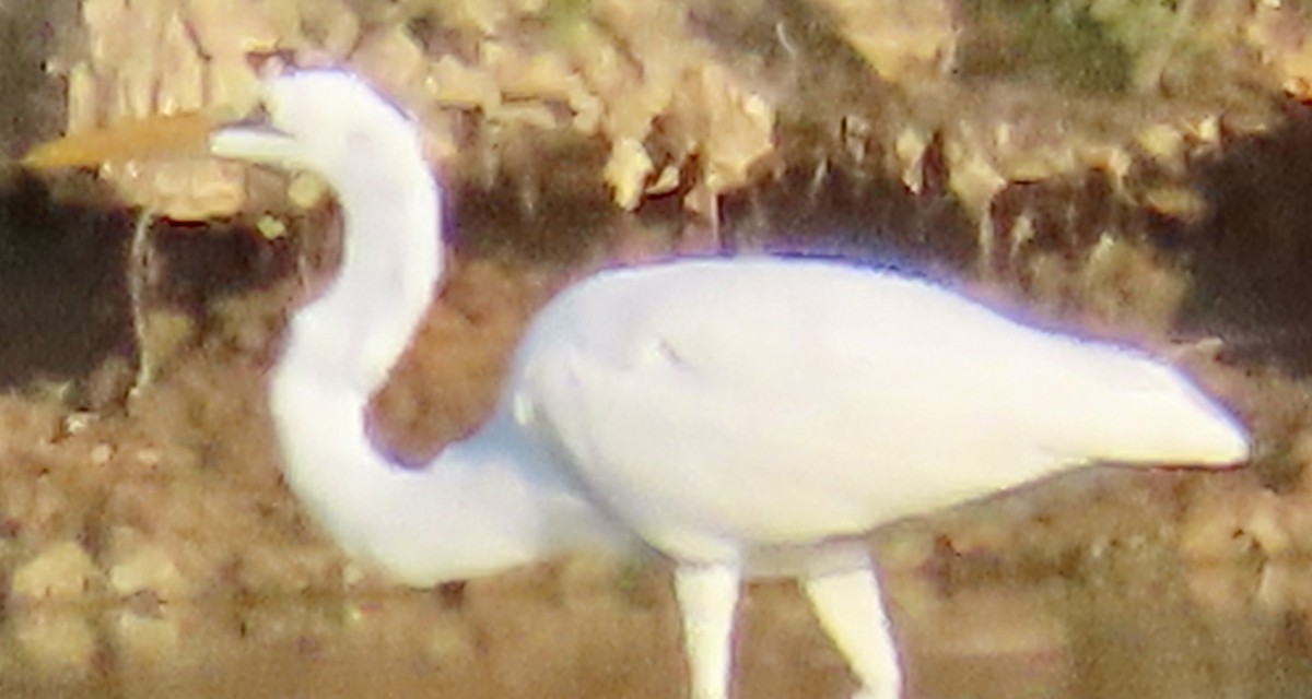 Silberreiher - ML638325079
