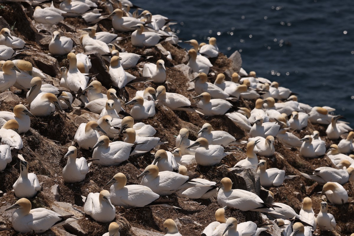 Northern Gannet - ML638325083