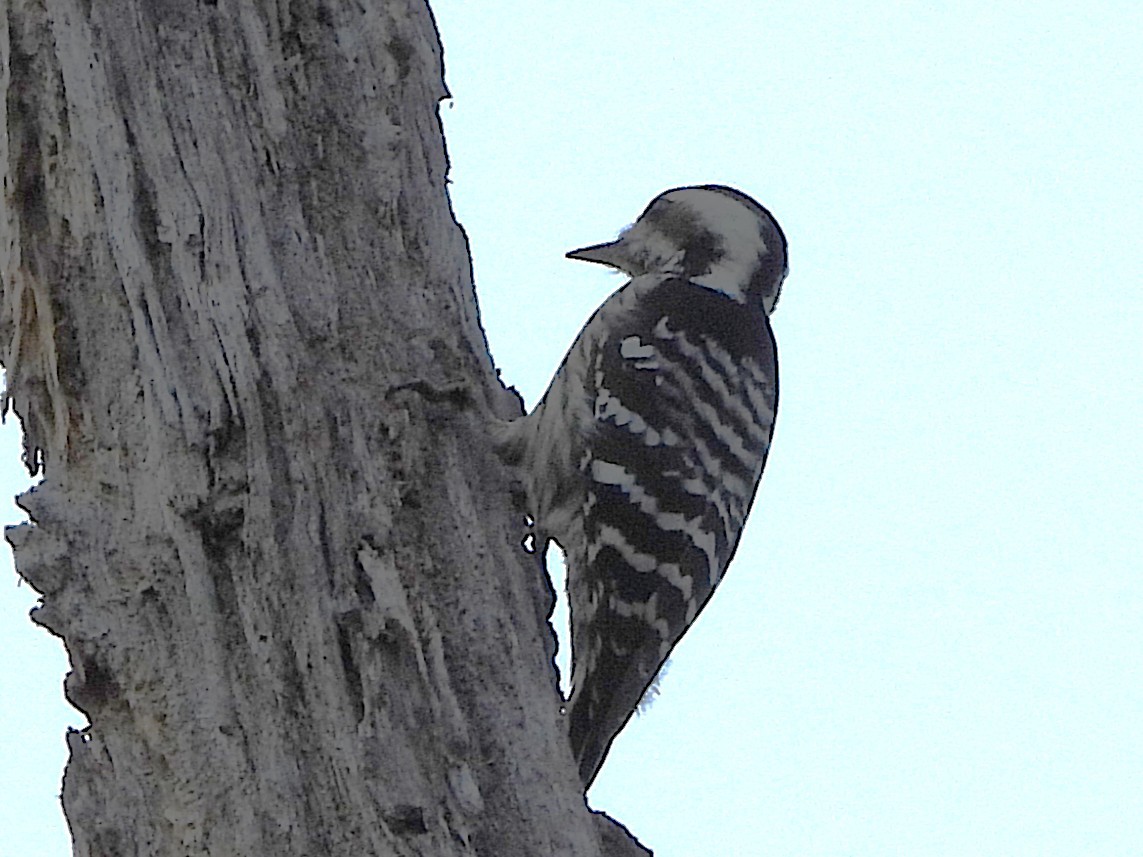 Gray-capped Pygmy Woodpecker - ML638325085