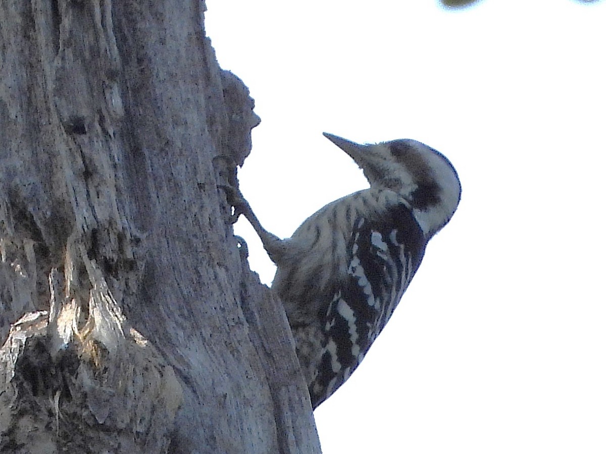 Gray-capped Pygmy Woodpecker - ML638325086
