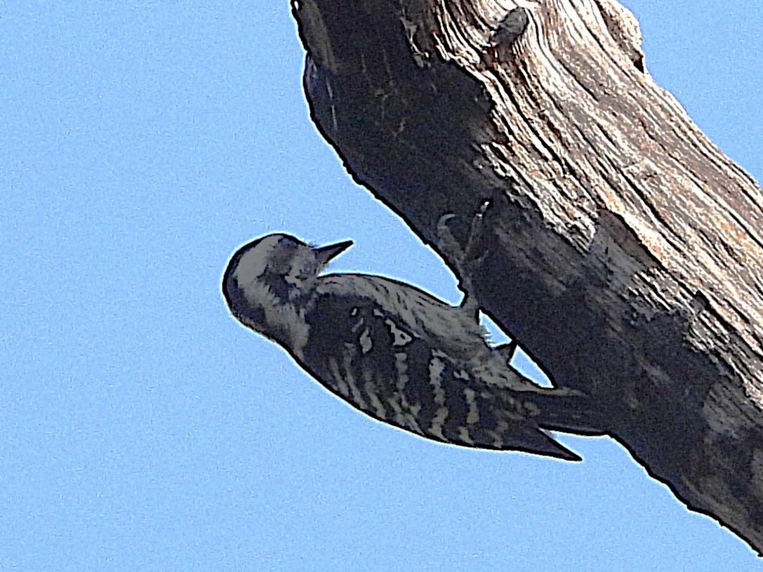 Gray-capped Pygmy Woodpecker - ML638325087