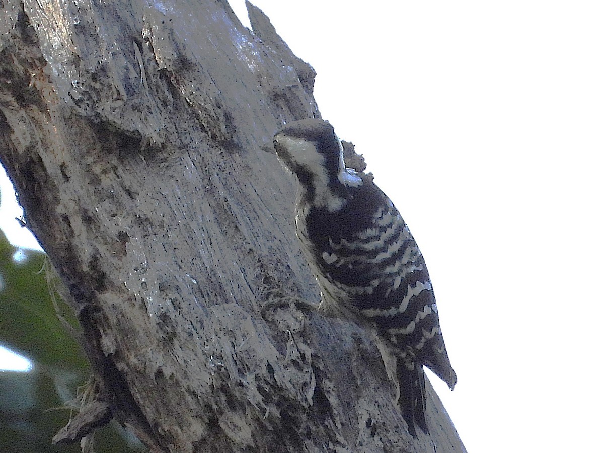Gray-capped Pygmy Woodpecker - ML638325089