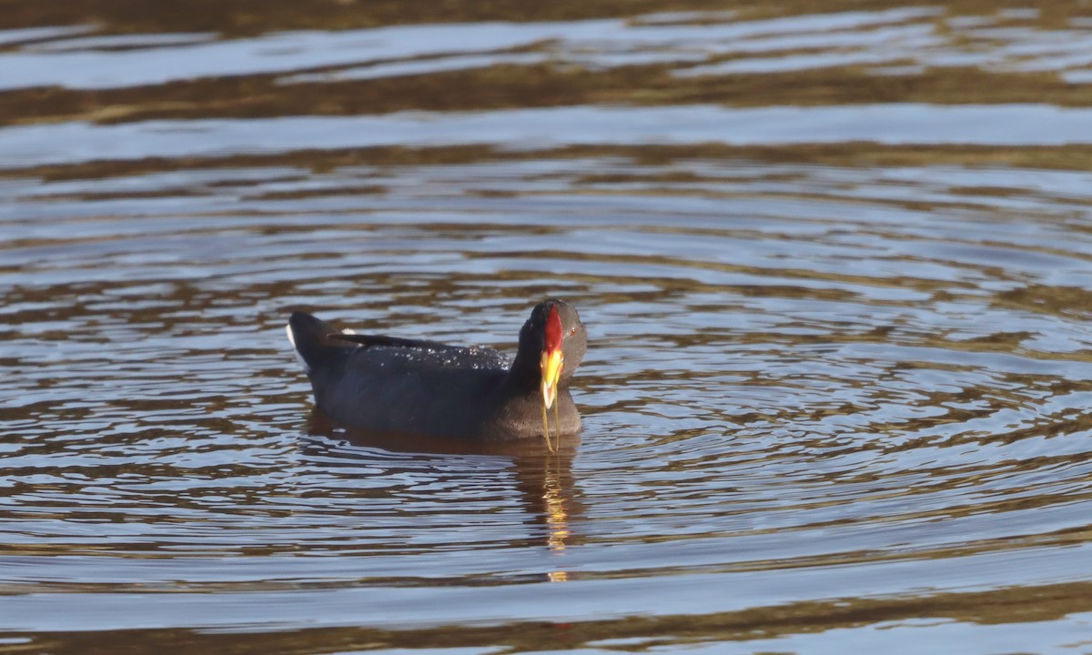 Red-fronted Coot - ML638325090