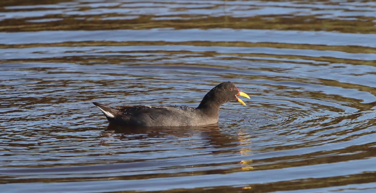Red-fronted Coot - ML638325091
