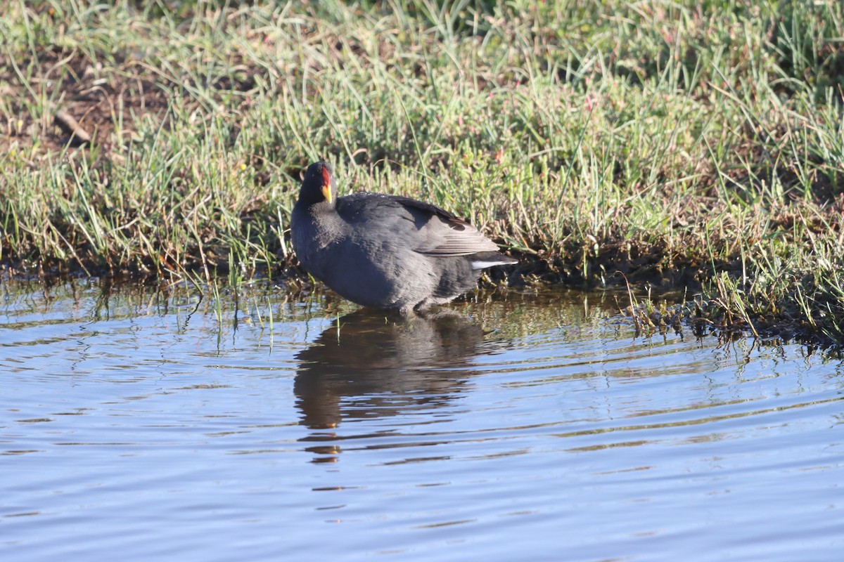 Red-fronted Coot - ML638325092