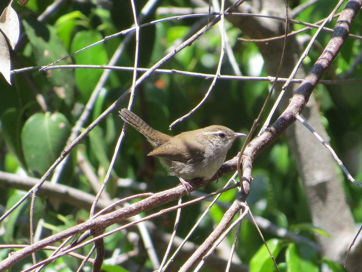 Bewick's Wren - ML638325095