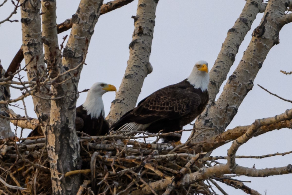 Bald Eagle - ML638325096