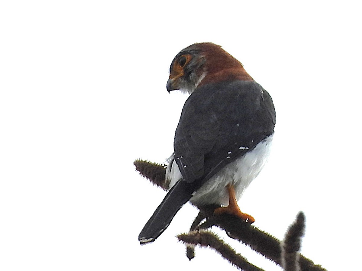 White-rumped Falcon - ML638325099
