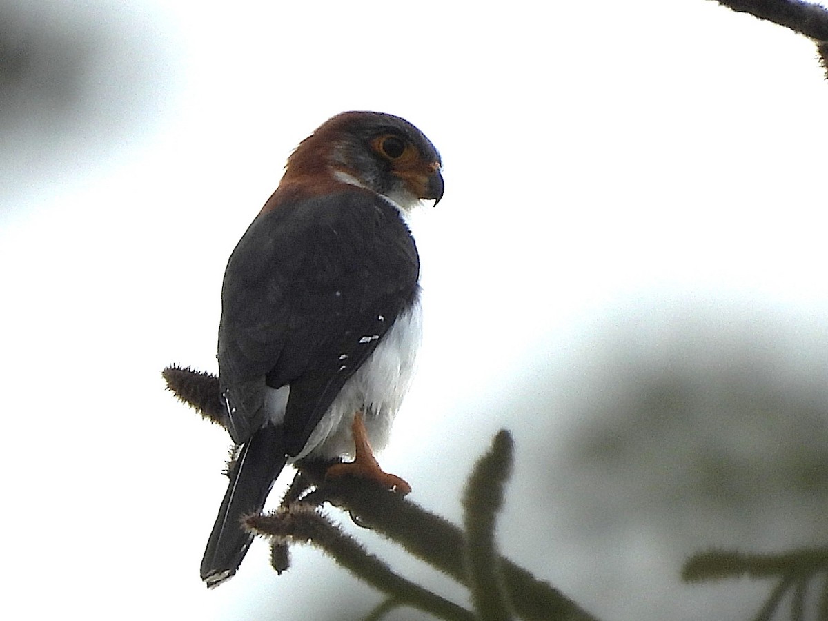 White-rumped Falcon - ML638325101