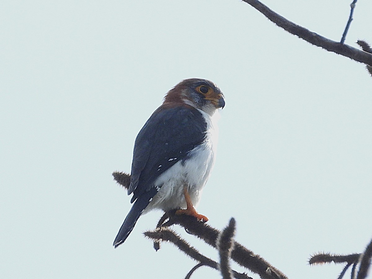 White-rumped Falcon - ML638325102