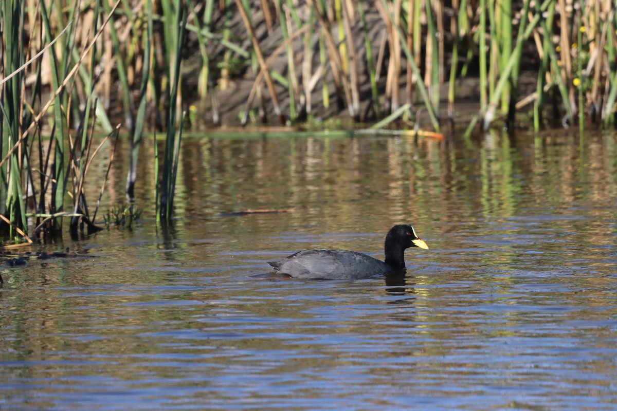 Red-gartered Coot - ML638325103