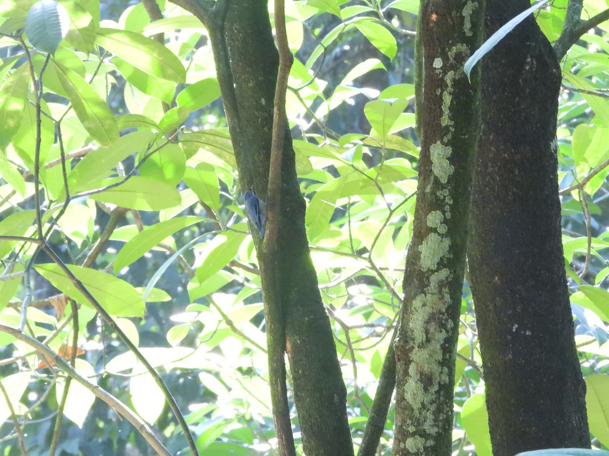 Velvet-fronted Nuthatch - ML638325105