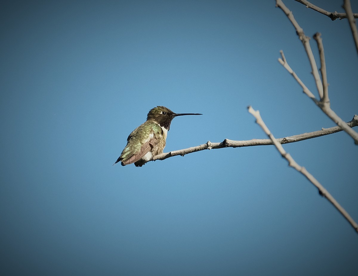 Black-chinned Hummingbird - ML638325110
