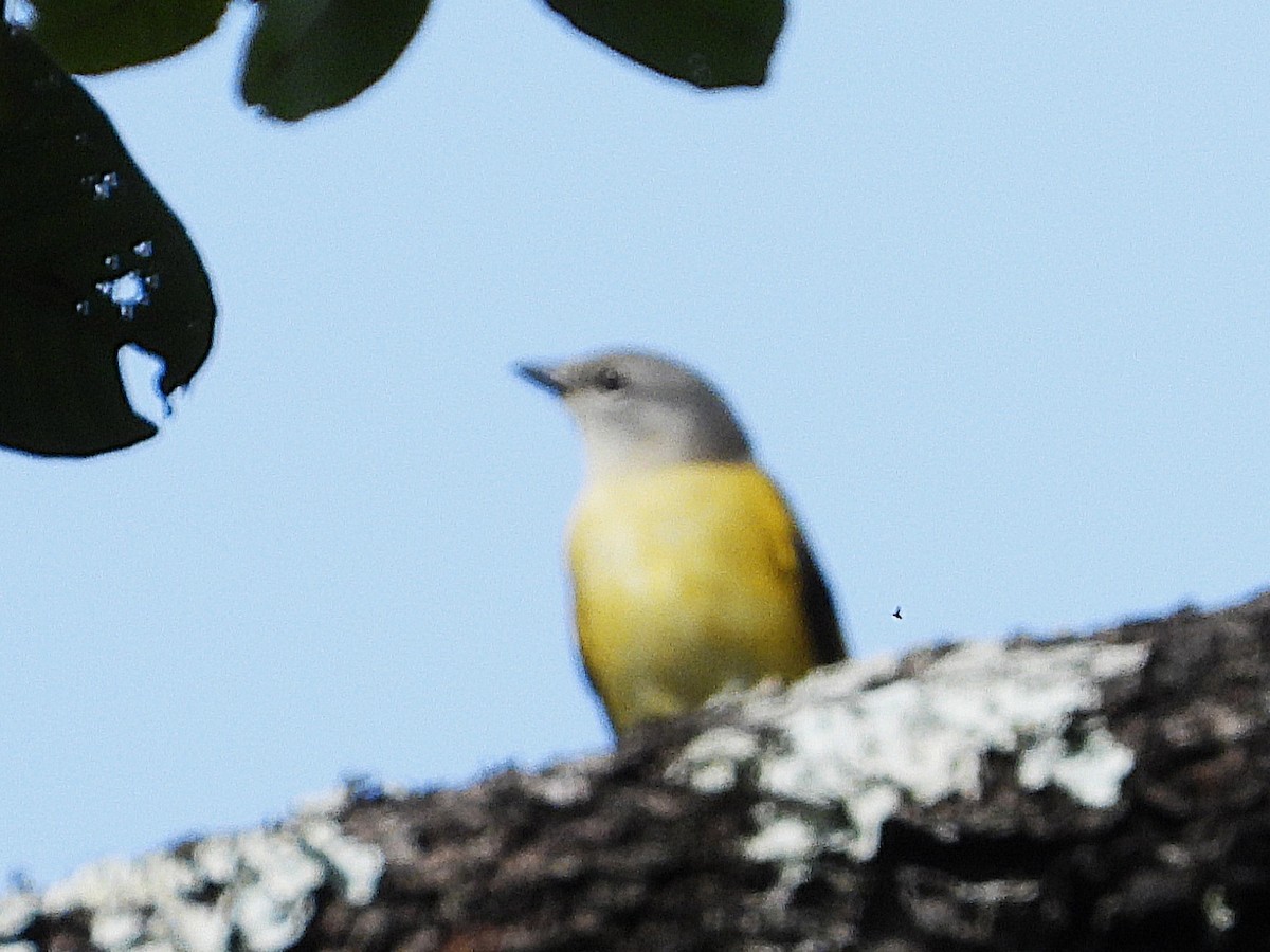 Rosy Minivet - ML638325112