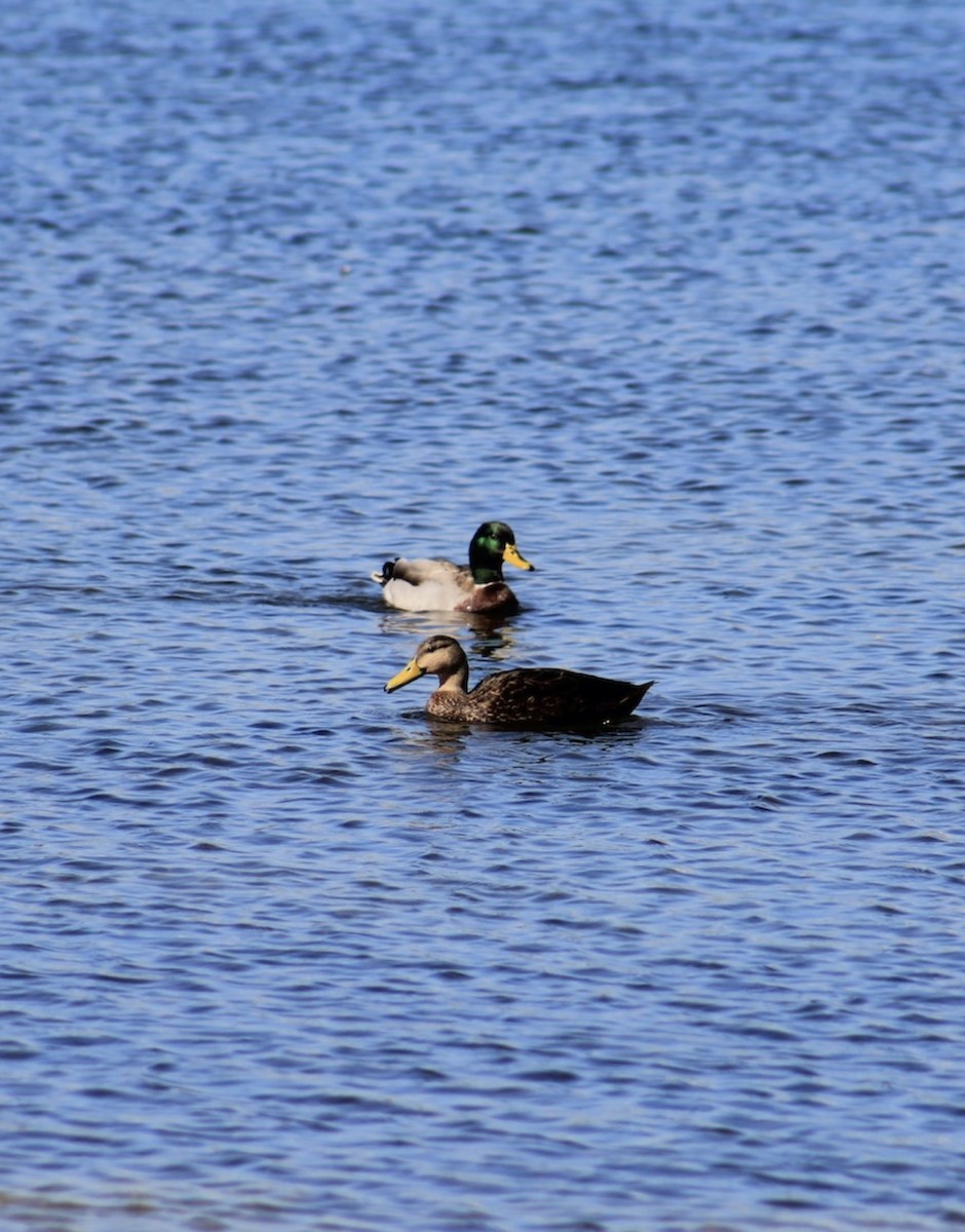 Mottled Duck - ML638325113