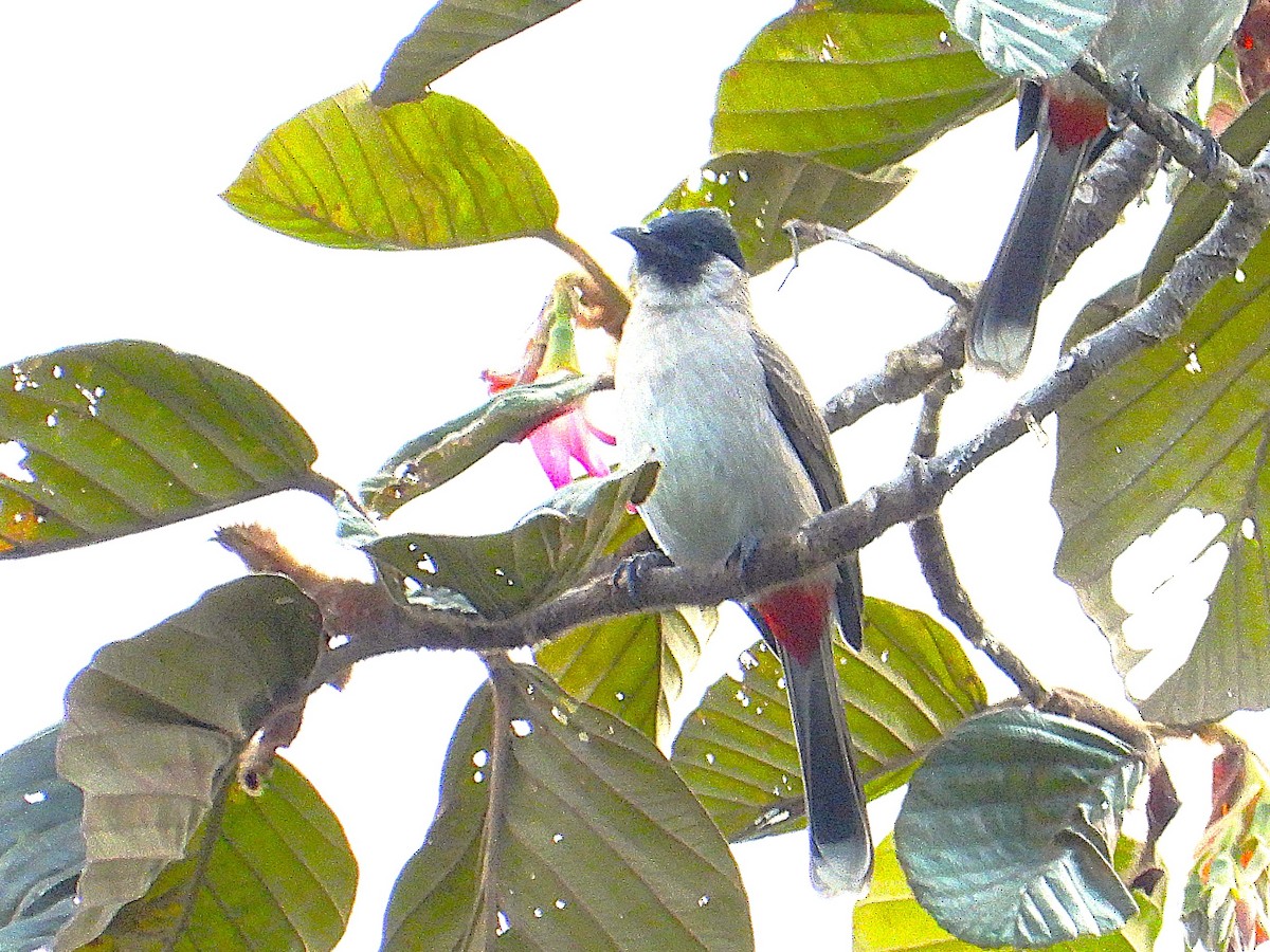 Bulbul cul-d'or - ML638325126