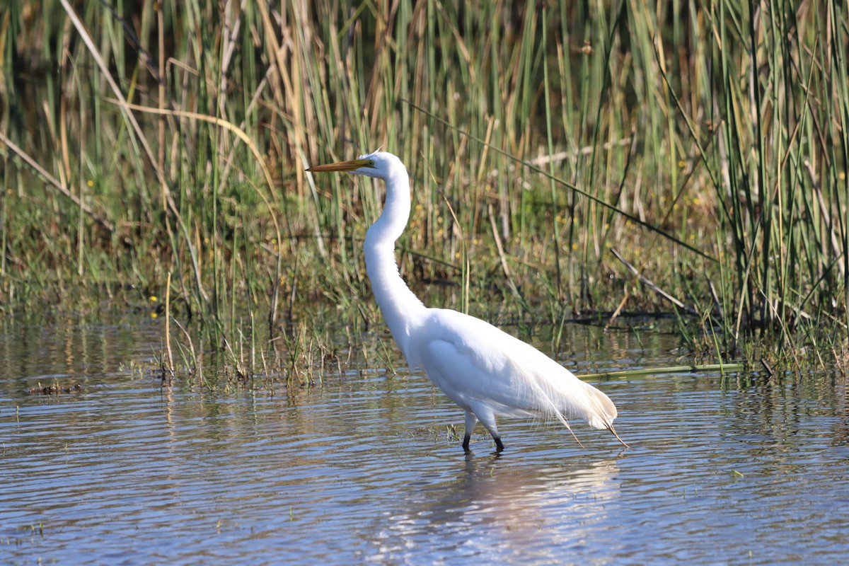 Grande Aigrette - ML638325130