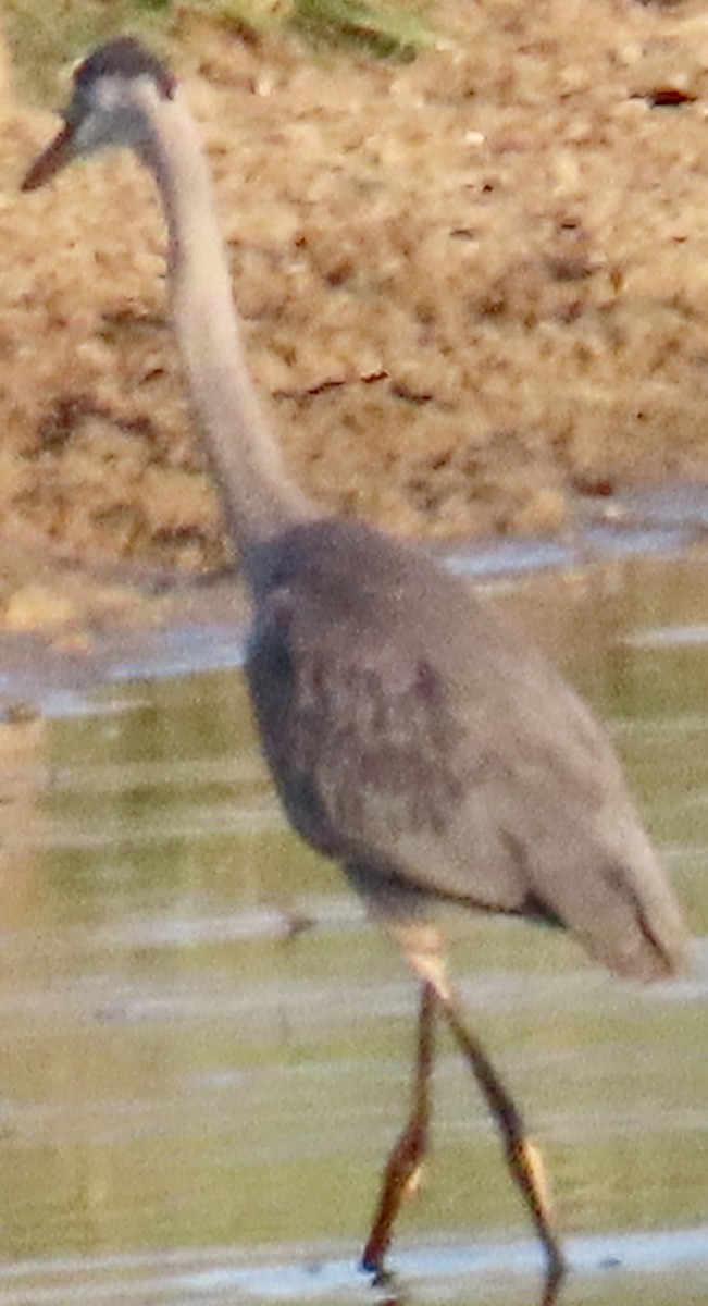 Garza Azulada - ML638325135