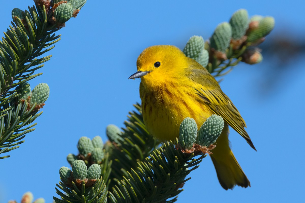 Paruline jaune - ML638325146