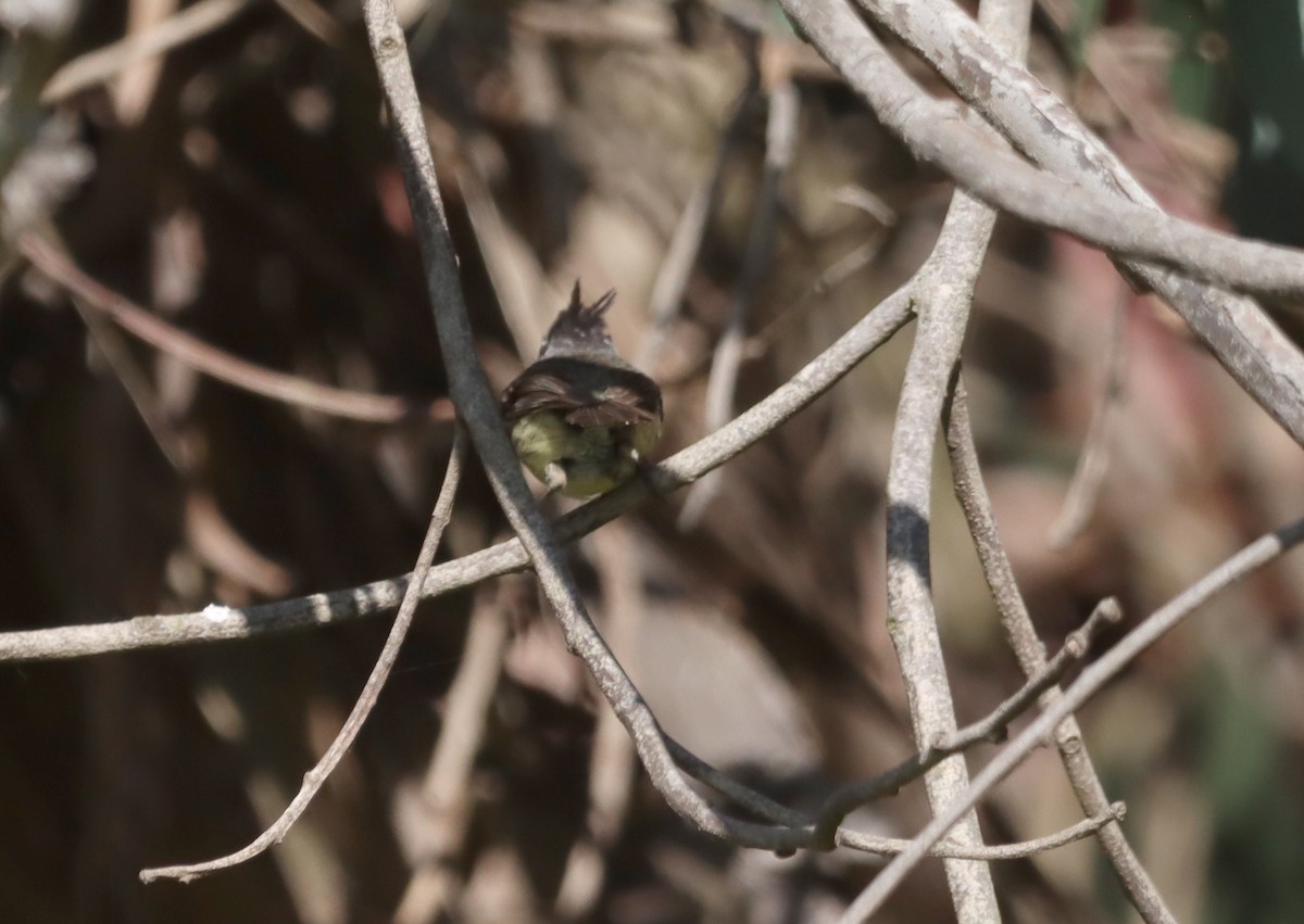 Synallaxe mésange - ML638325149