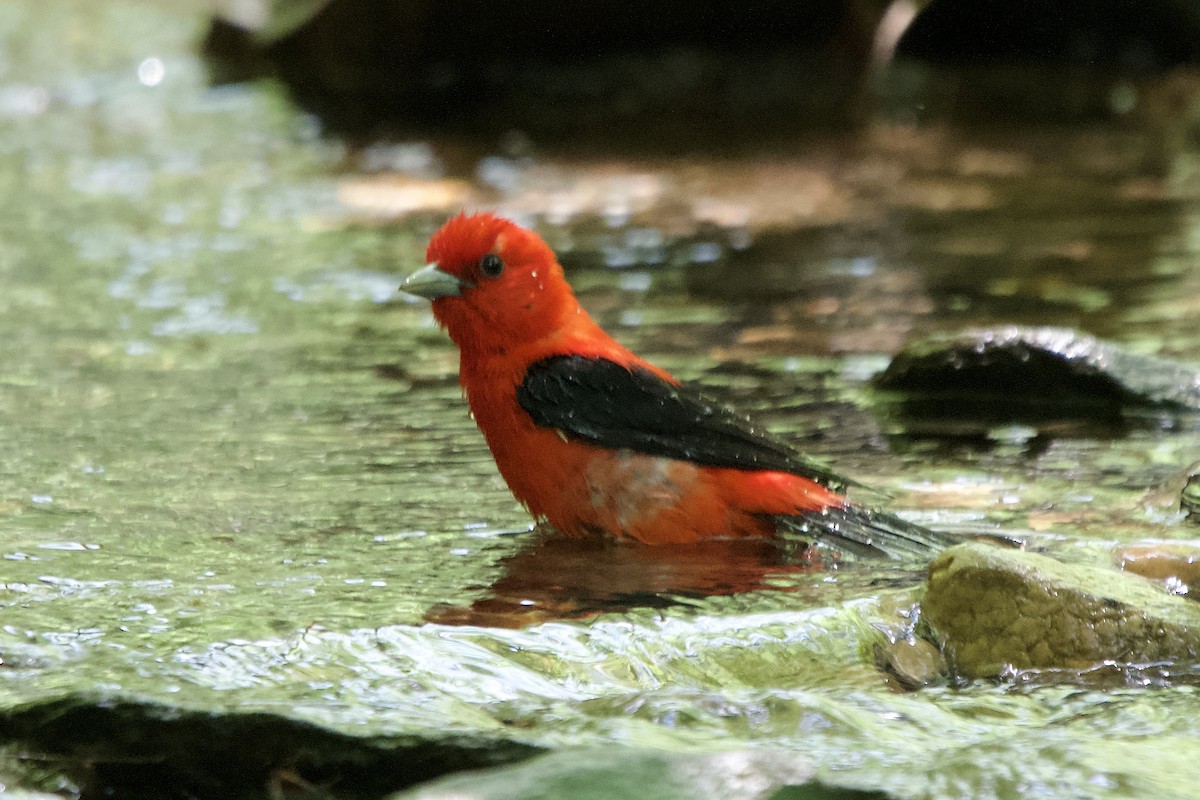 Scarlet Tanager - ML638325150