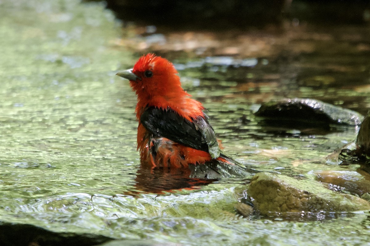 Scarlet Tanager - ML638325151