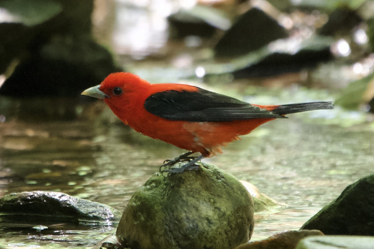 Scarlet Tanager - ML638325152