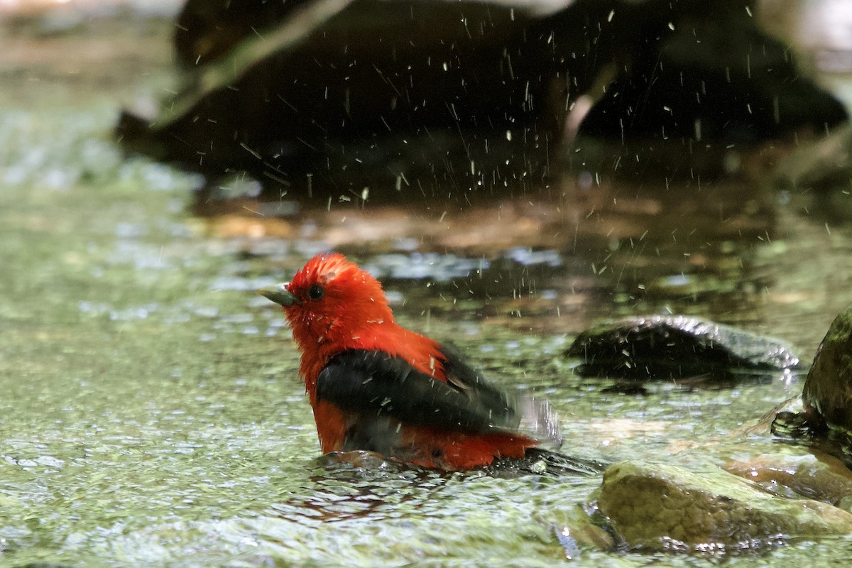 Scarlet Tanager - ML638325153