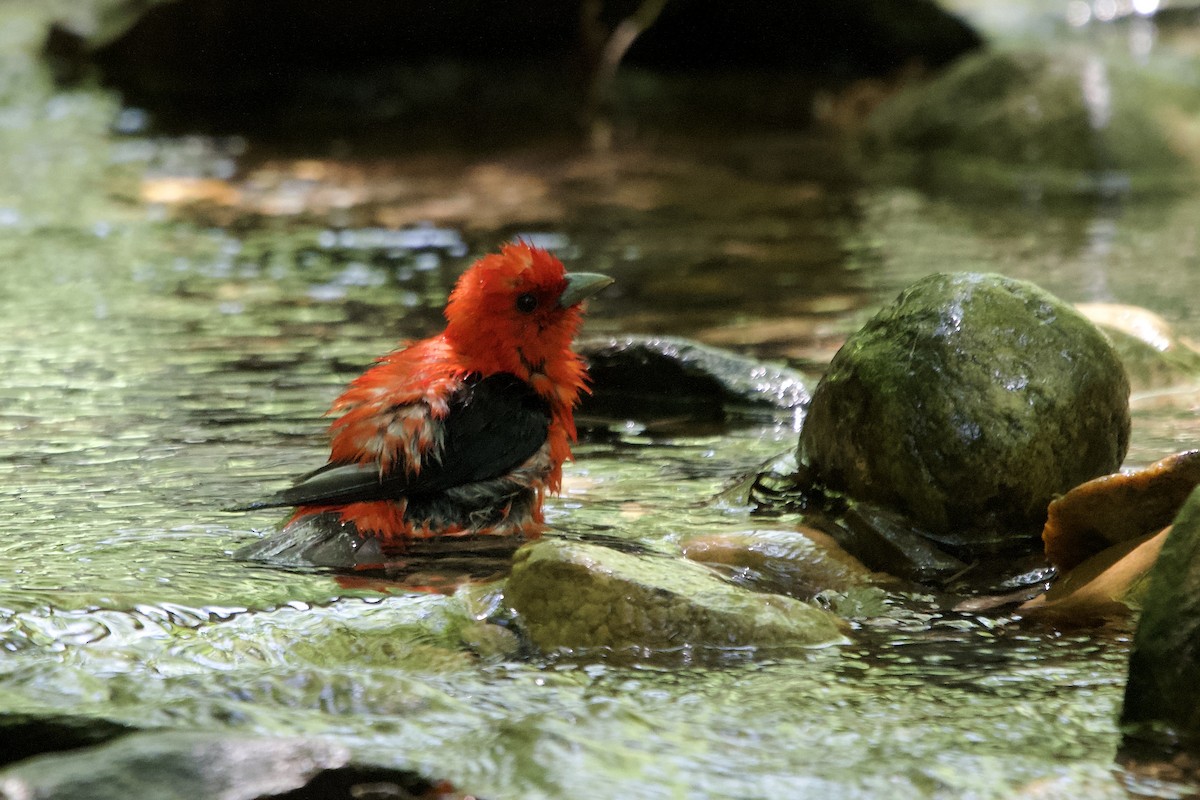 Scarlet Tanager - ML638325154