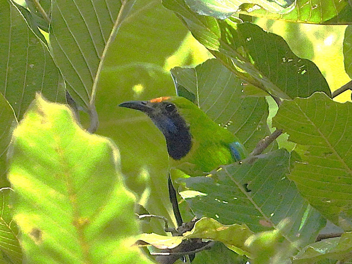 Verdin à front d'or - ML638325156
