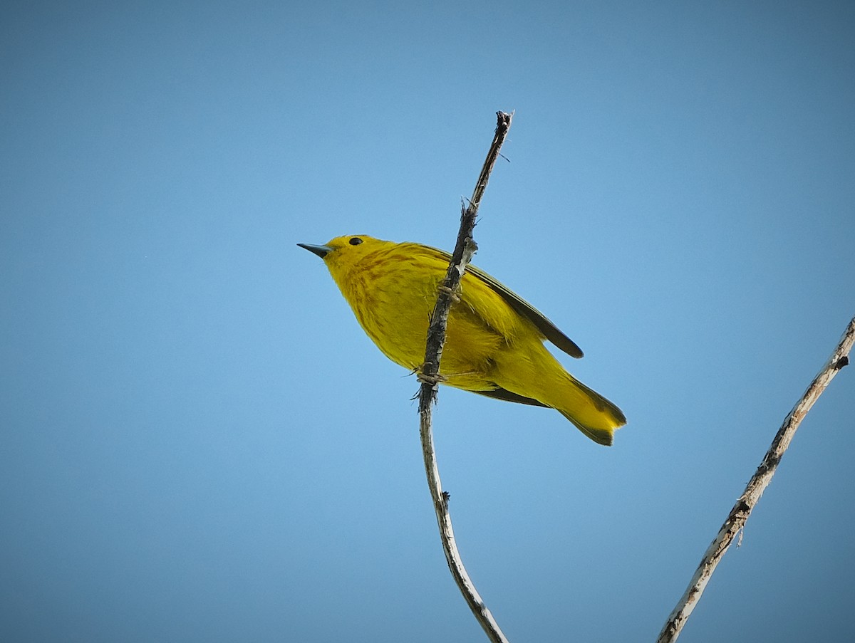Paruline jaune - ML638325168