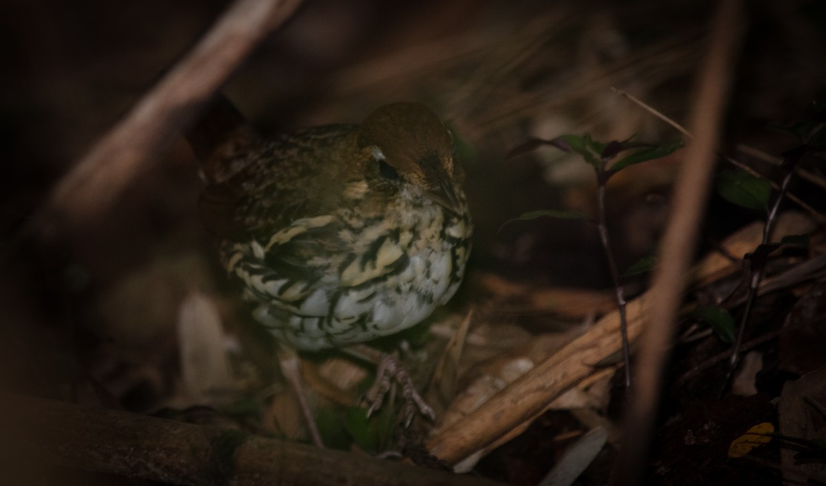Short-tailed Antthrush - ML638325178