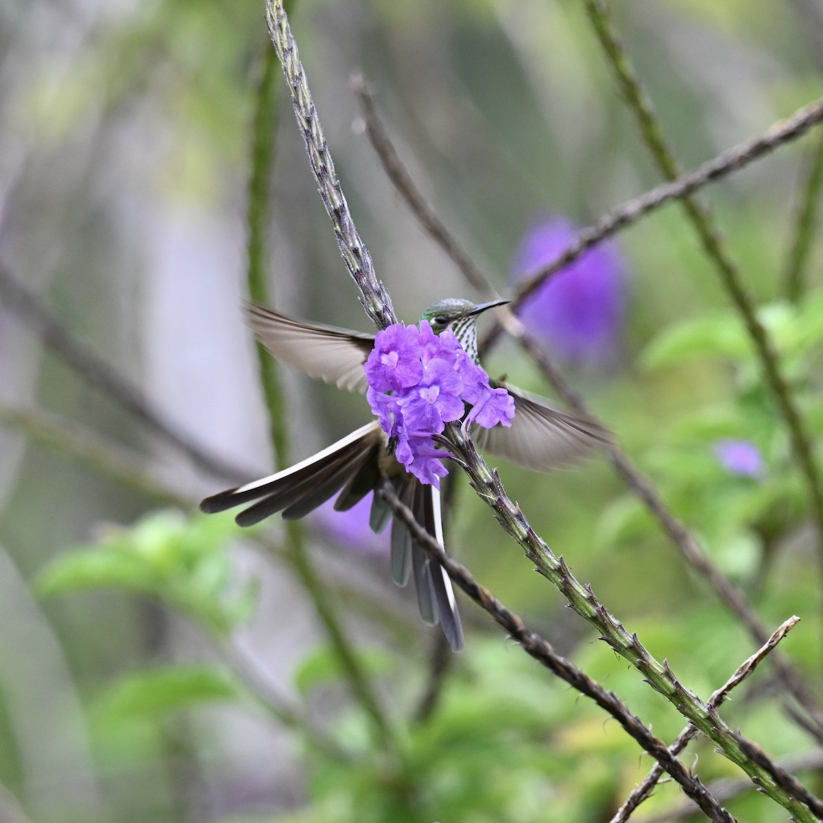 Colibrí Colilargo Menor - ML638325179