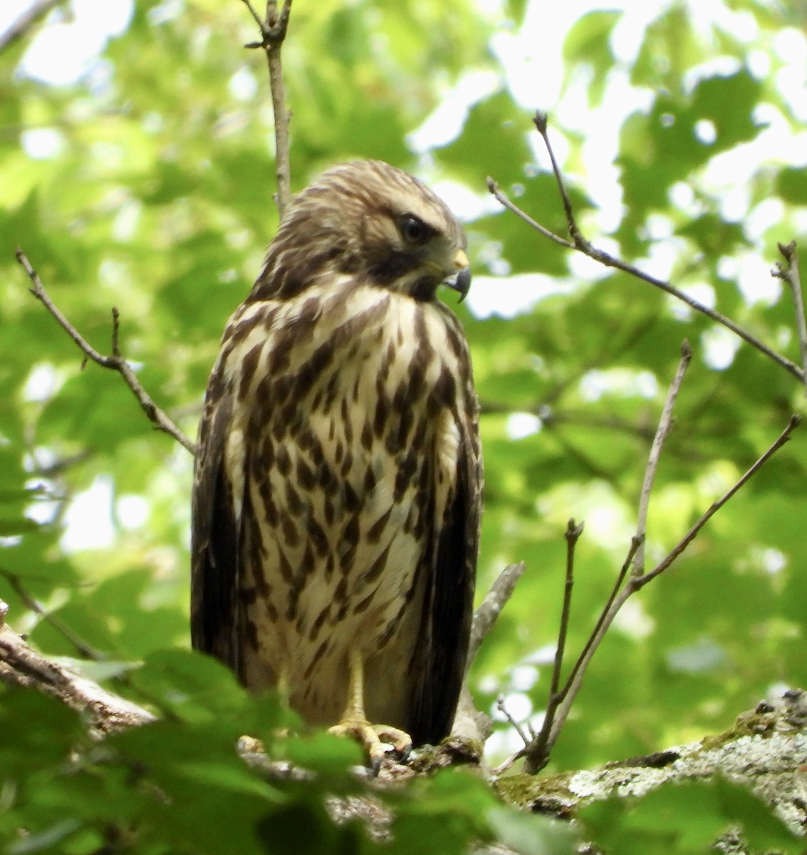 Rotschulterbussard - ML638325185