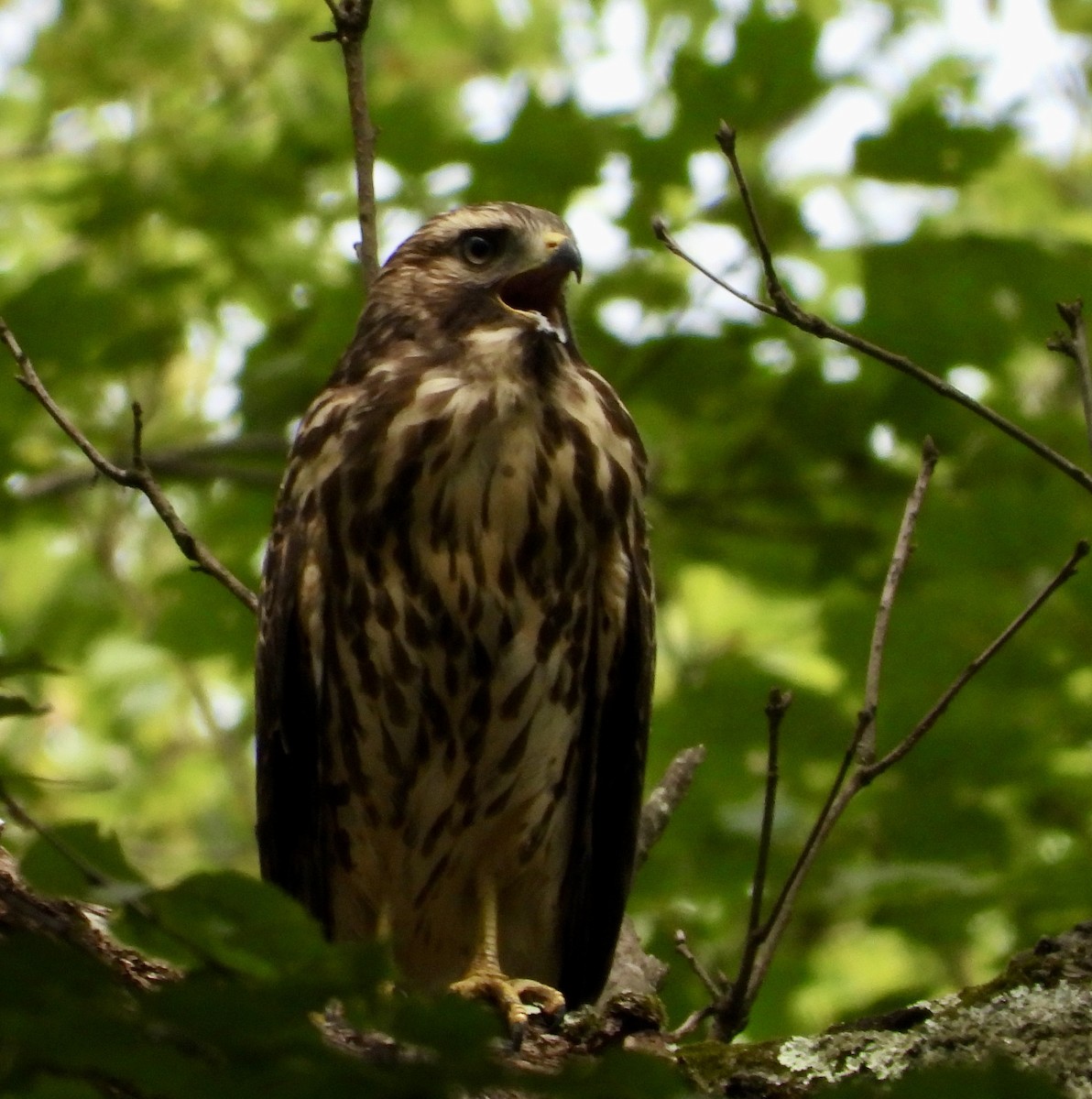 Rotschulterbussard - ML638325186