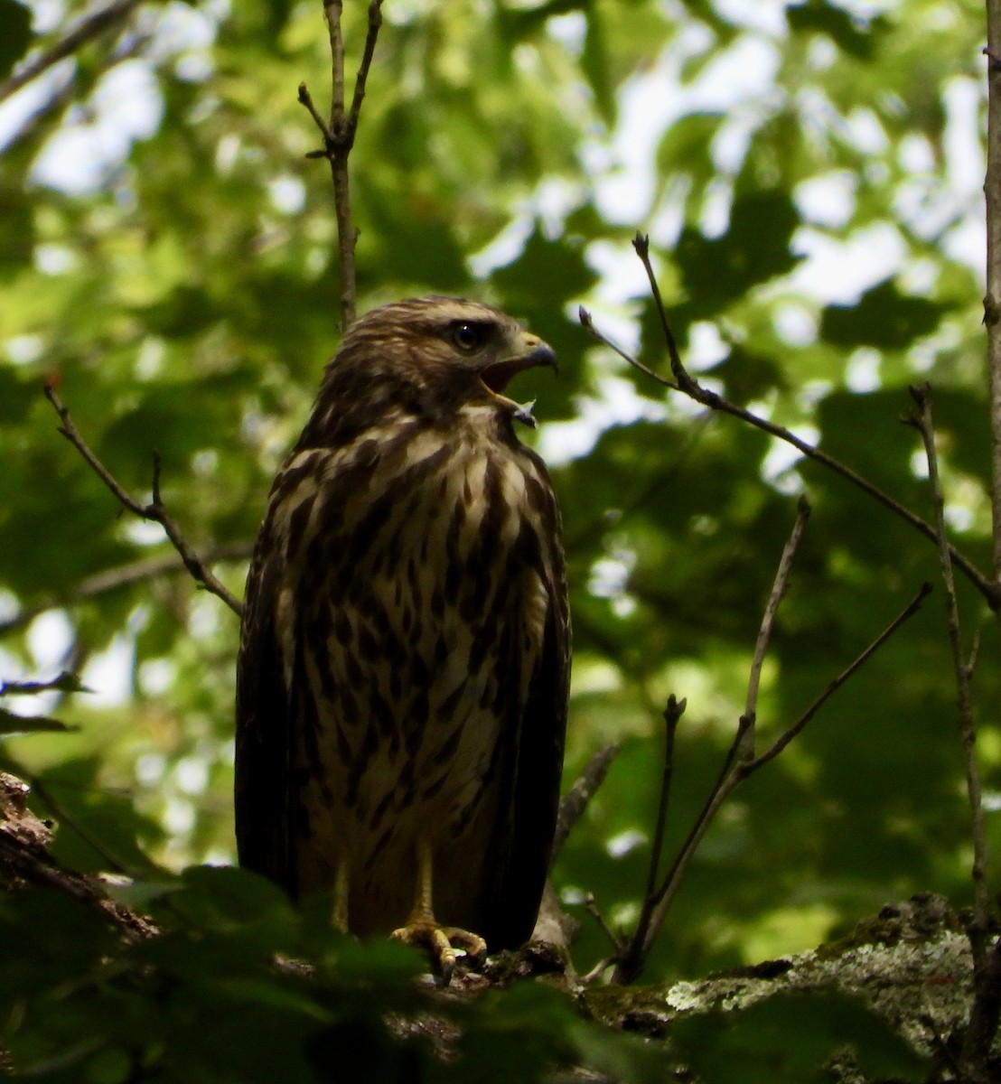 Rotschulterbussard - ML638325187