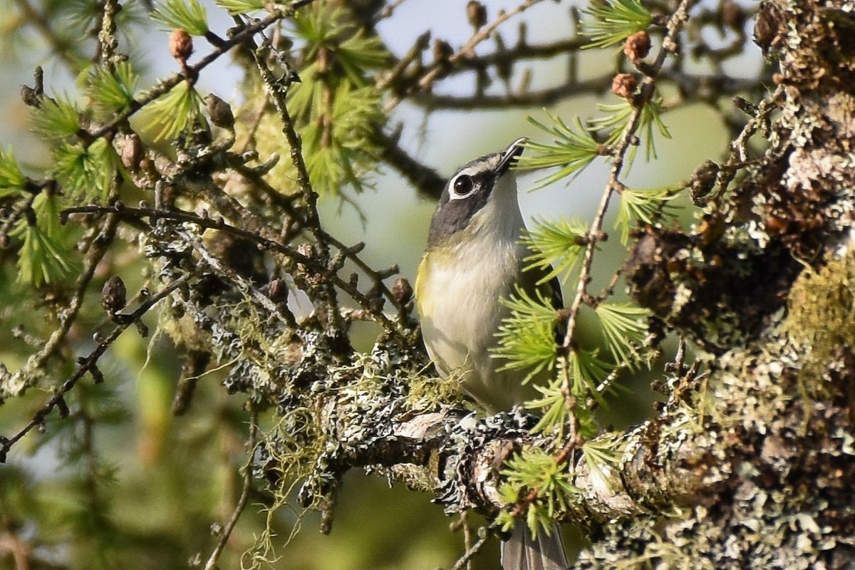 Graukopfvireo - ML638325190