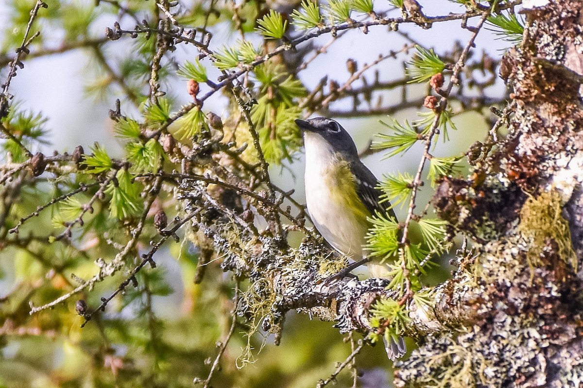Graukopfvireo - ML638325191