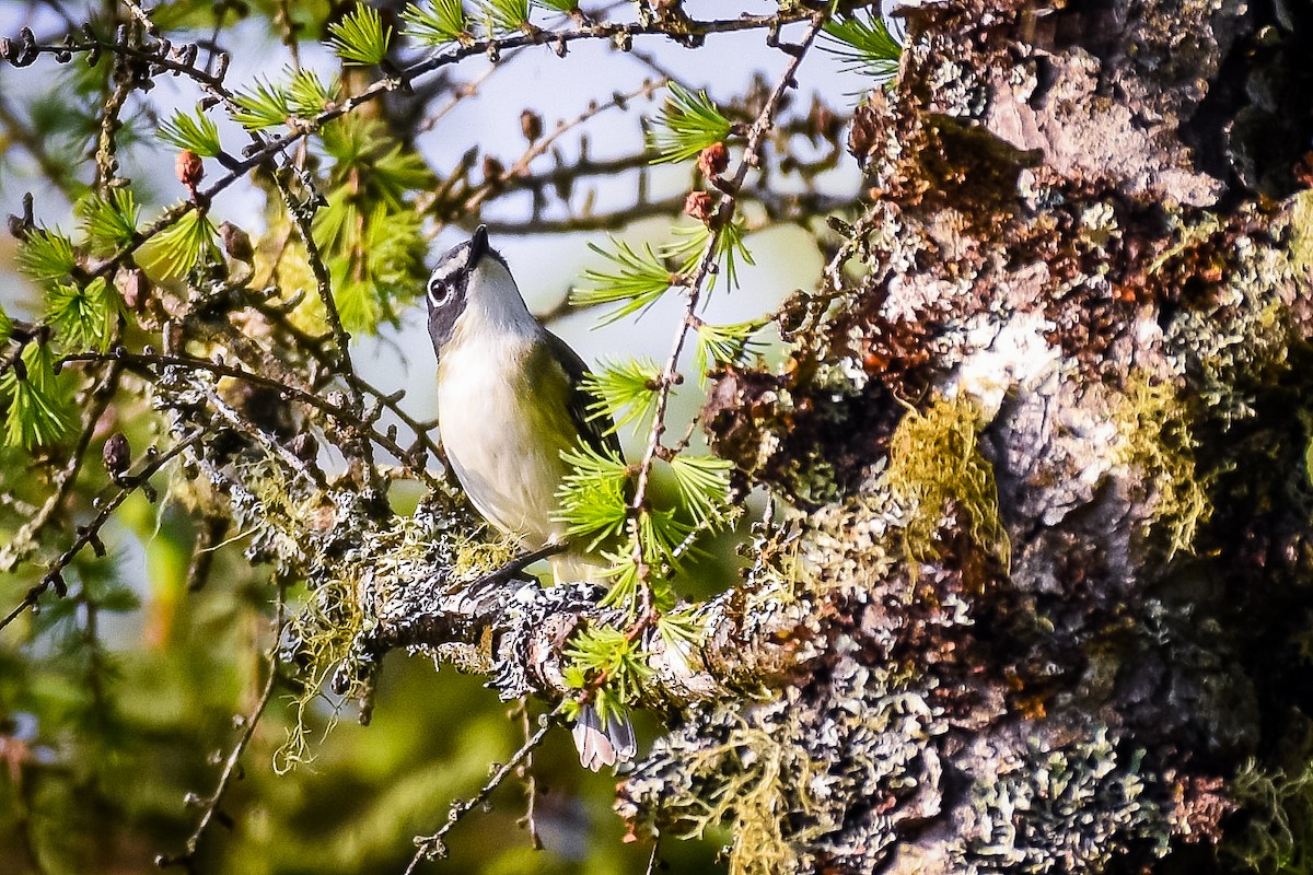 Graukopfvireo - ML638325192