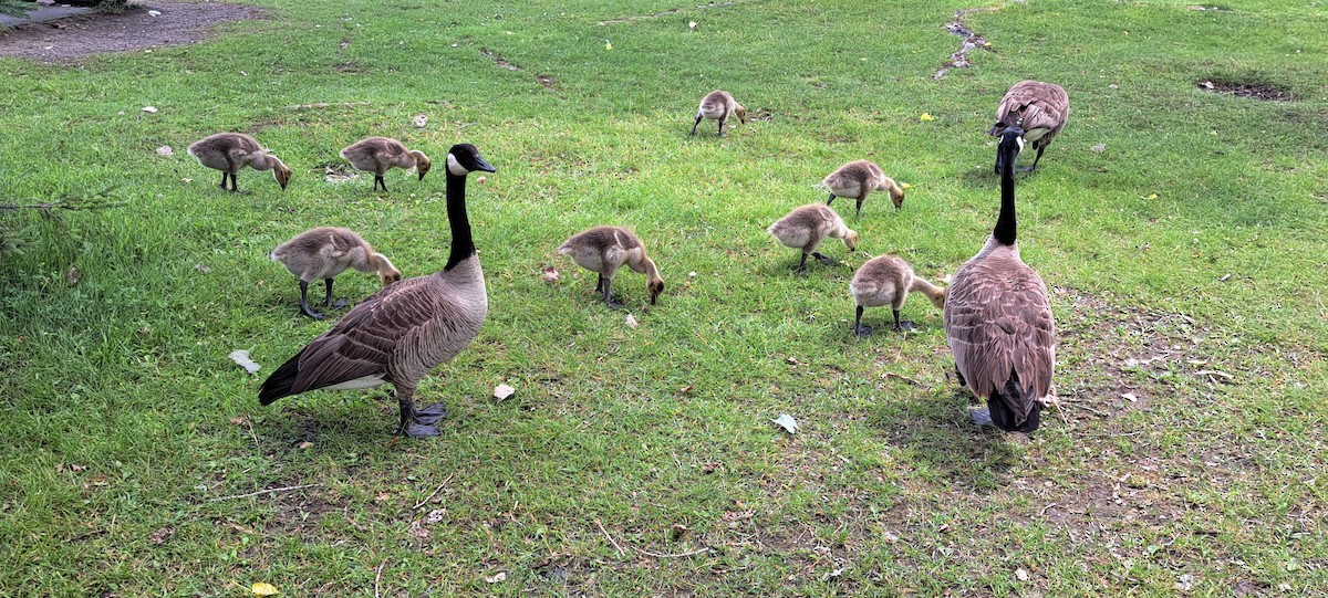 Canada Goose - ML638325209