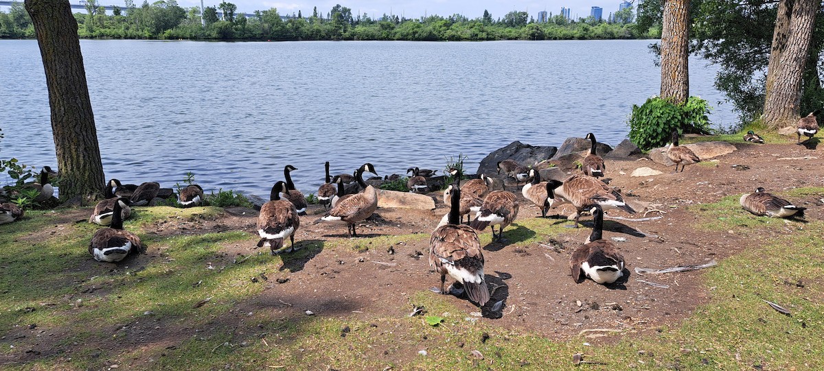 Canada Goose - ML638325210